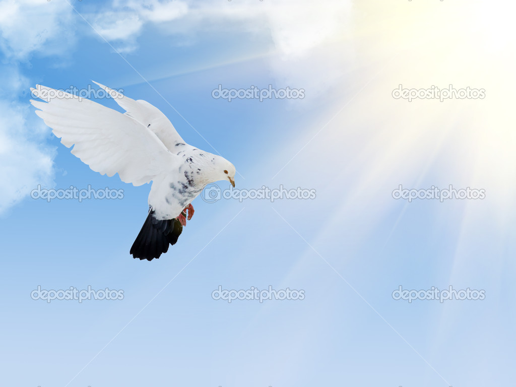white dove with black tail flying in blue sky
