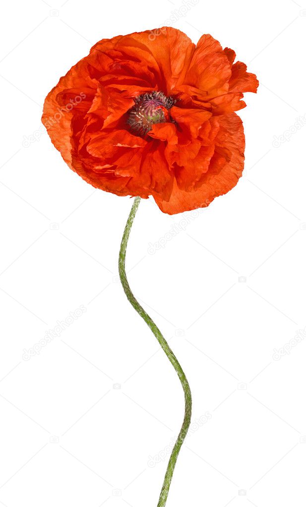 bright red poppy with long stem