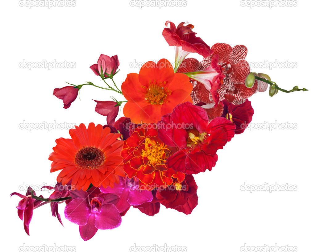 decoration with bright red flowers isolated on white