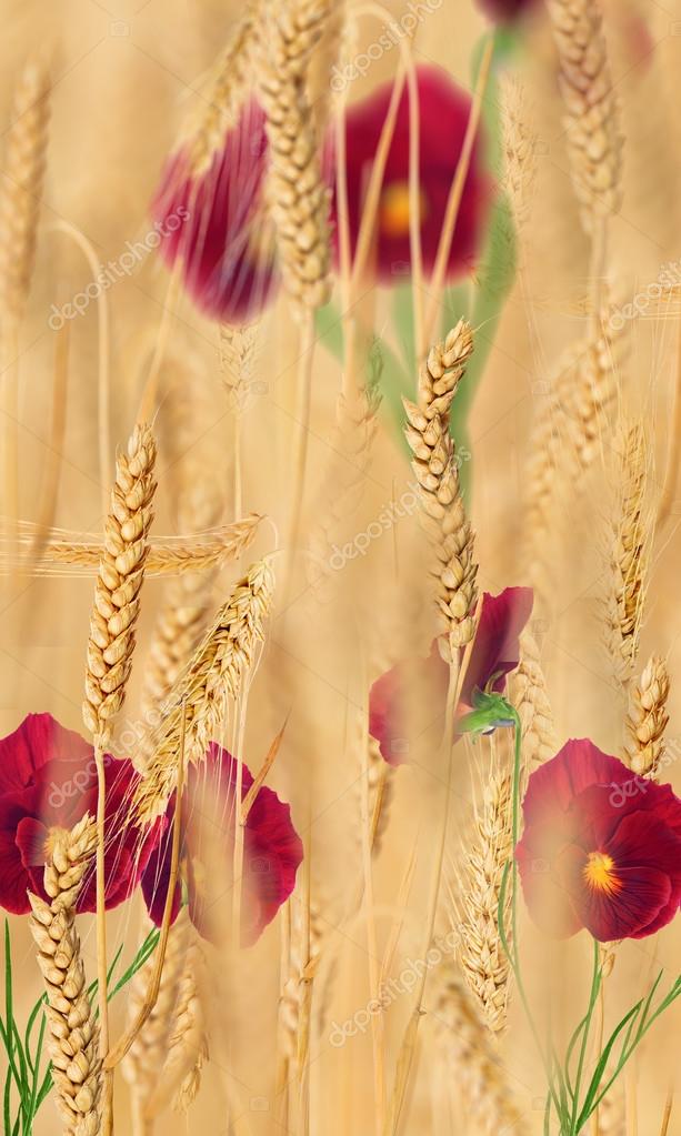 黄金の小麦の赤の花 ストック写真 C Dr Pas 3495 黄金の小麦の赤の花 ストック写真 C Dr Pas 3495