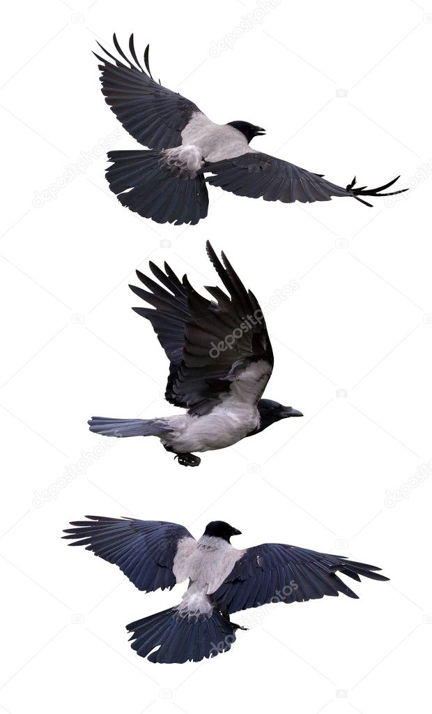 set of three flying grey crows