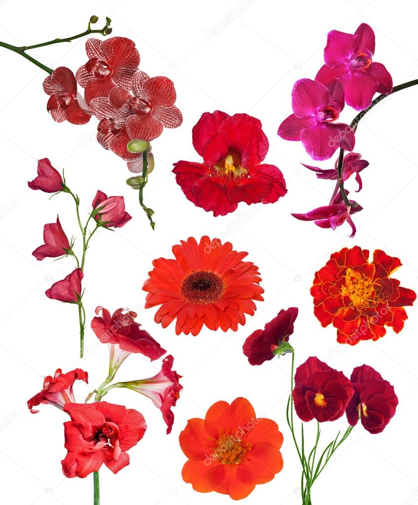 set of nine red color flowers isolated on white