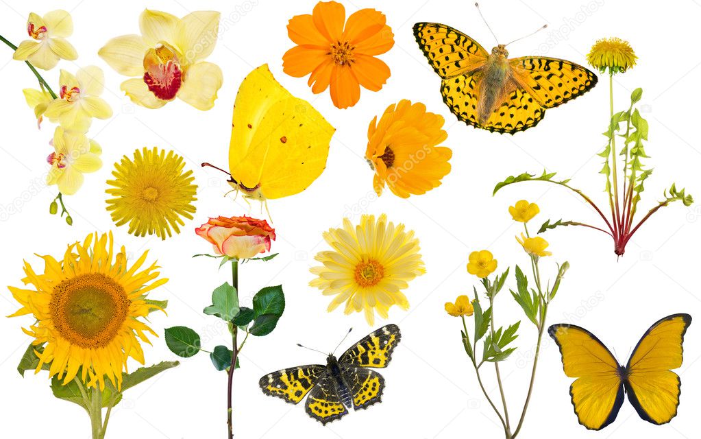 set of yellow flowers and butteflies isolated on white
