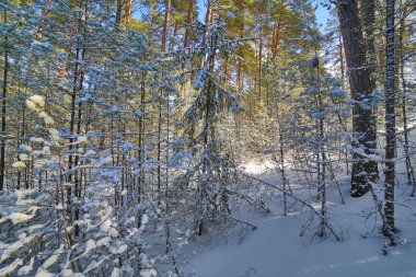 ormandaki ağaçlar karla kaplı