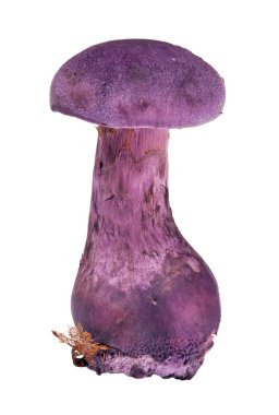 Lila cortinarius violaceu üzerinde beyaz izole