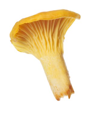 beyaz izole altın tek Cantharellus cibarius