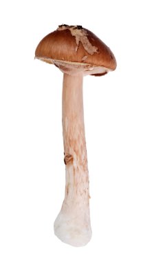 beyaz izole kahverengi grisette mantar