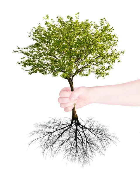 Green tree with root in human hand — Stock Photo, Image