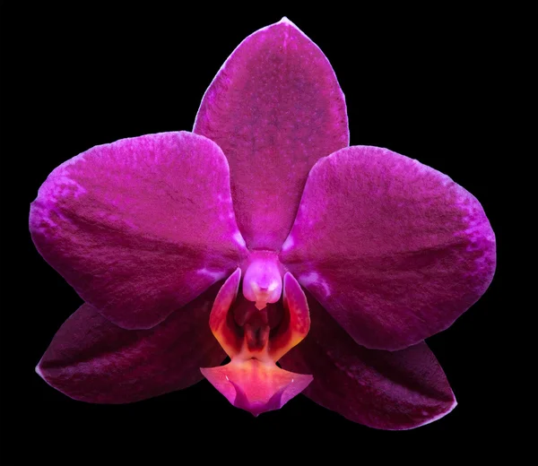 Dunkelrosa kleine Orchideenblüte auf schwarz — Stockfoto