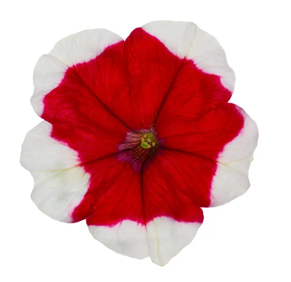 Na białym tle czerwono- biala Petunie — Zdjęcie stockowe