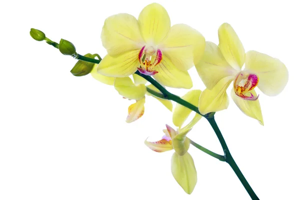 Isolated lemon yellow floral orchid branch — Stock Photo, Image