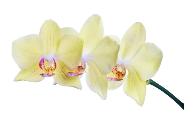Isolated three lemon yellow orchids on branch — Stock Photo, Image
