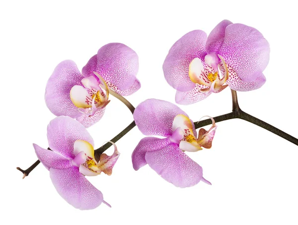 Tmavě růžová orchidej skvrnitý květ větev — Stock fotografie