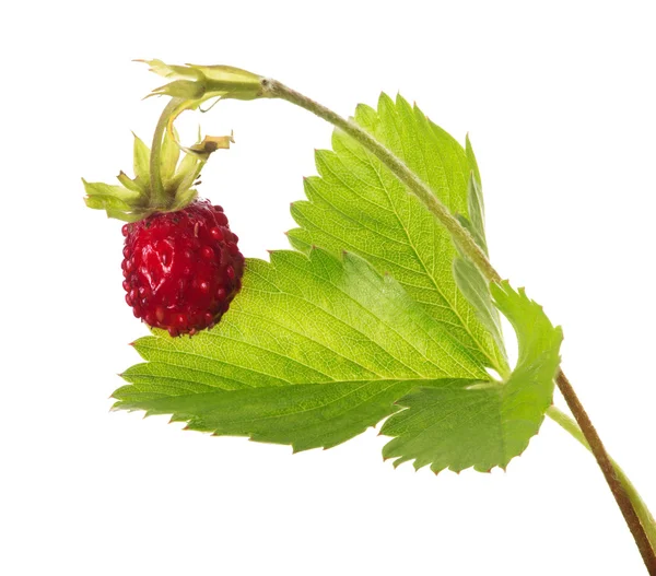 Één rode wilde aardbei op witte — Stockfoto