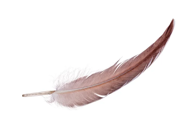 Light brown single isolated feather — Stock Photo, Image