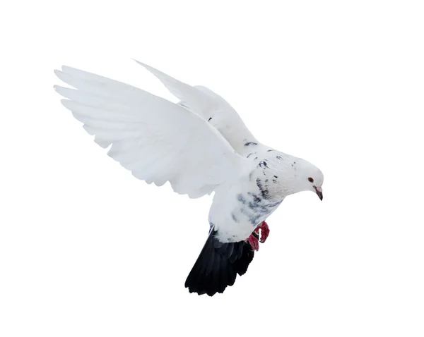 Isolated white dove with black tail — Stock Photo, Image