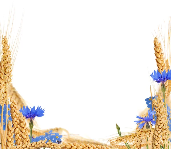 旱地小麦半框着蓝色花朵 — 图库照片