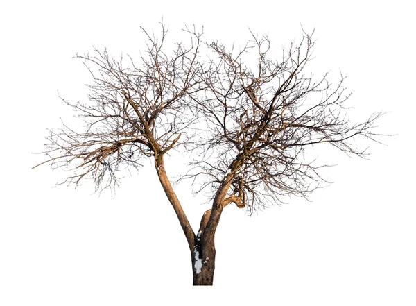 Zwei Stämme kahlen isolierten Baum — Stockfoto