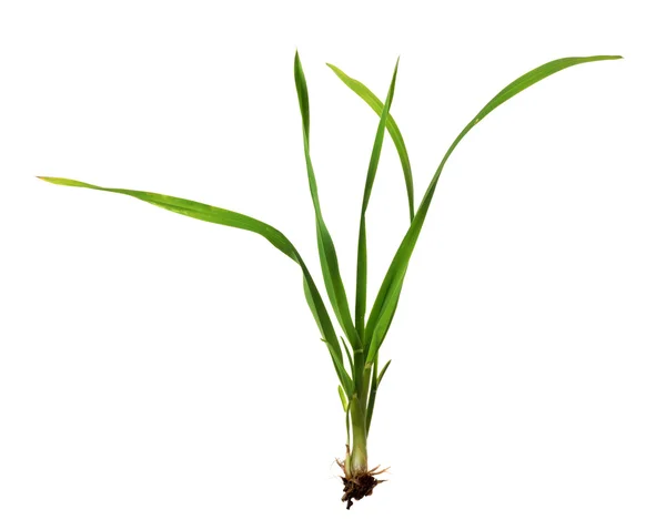 Темно-зеленая трава на белом — стоковое фото