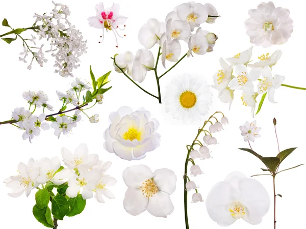 set of isolated white flowers