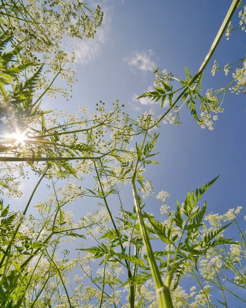Letní bílé květy na modré slunečné nebe — Stock fotografie