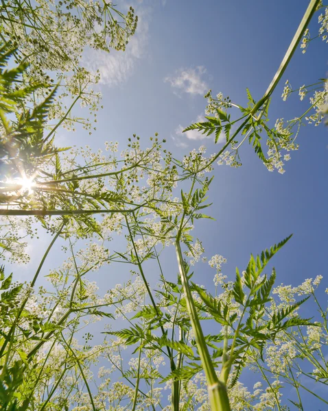 Sommaren vita blommor på blå solig himmel — Stockfoto