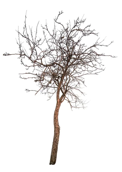 Kahler kleiner isolierter Apfelbaum — Stockfoto