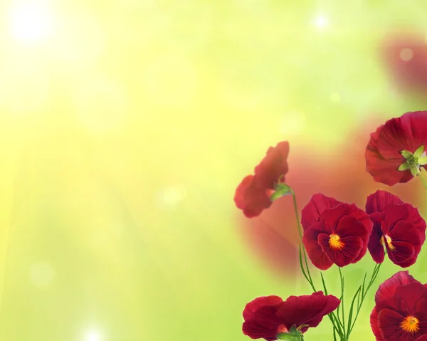 Rode viooltje bloemen op helder groene achtergrond — Stockfoto