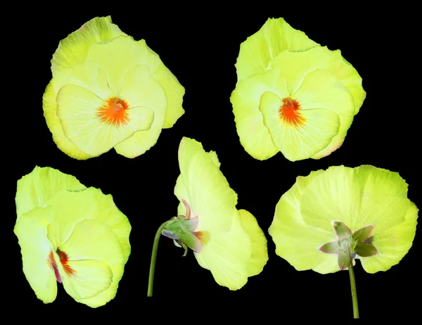 Flor de pansy amarillo de diferentes lados — Foto de Stock