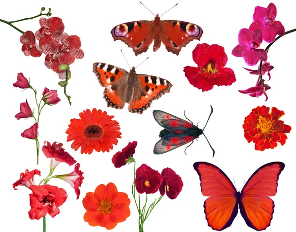 Set of red color flowers and butterflies isolated on white — Stock Photo, Image