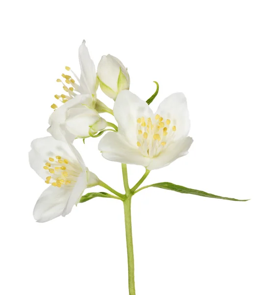 Three white jasmine flowers on branch — Stock Photo, Image