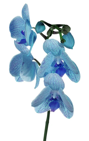 Branch with striped blue orchid flowers on white — Stock Photo, Image