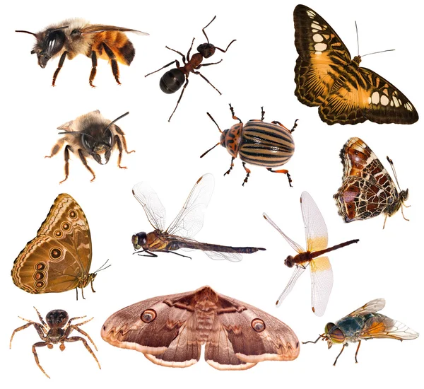 Set van bruine kleur insecten geïsoleerd op wit — Stockfoto