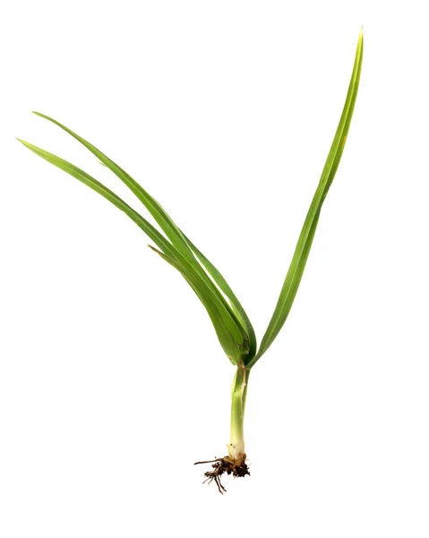 Jediné zelená bylina na bílém pozadí — Stock fotografie