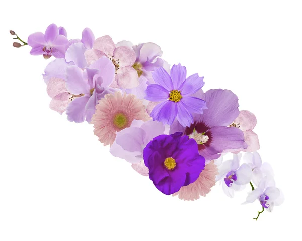 Décoration de fleurs violet clair isolées sur blanc — Photo