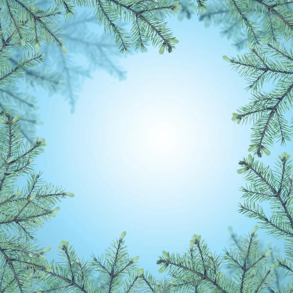 Blue fir branch frame — Stock Photo, Image