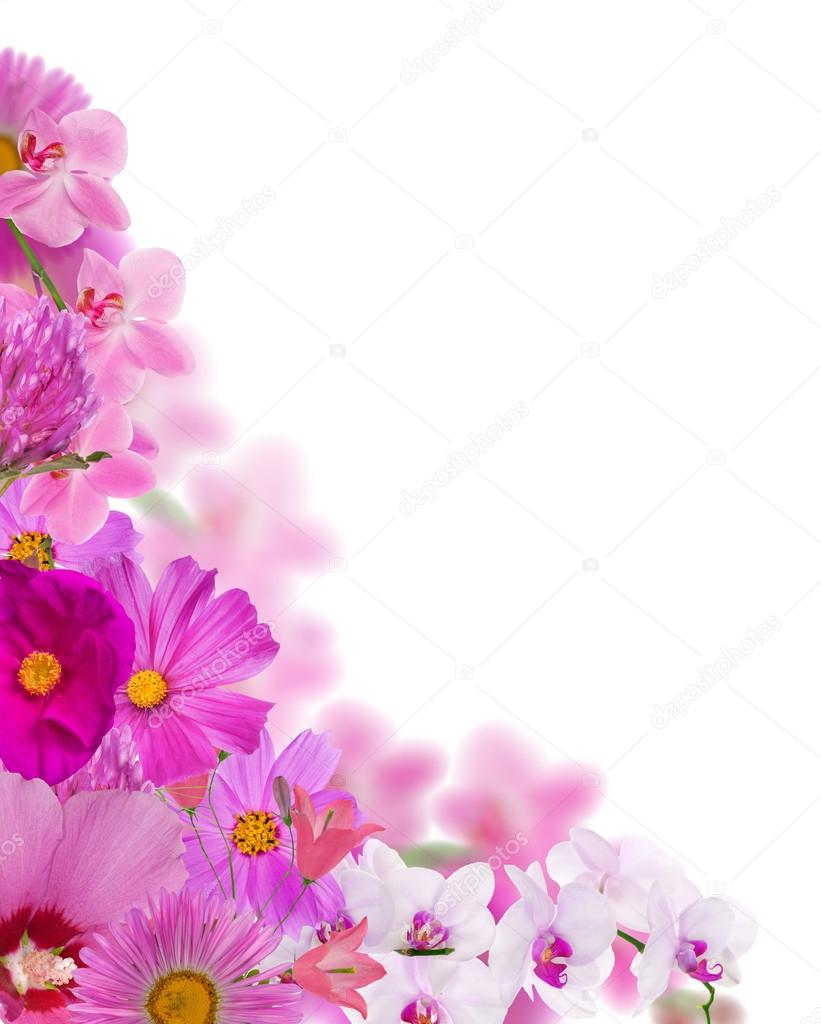 bright pink flowers corner isolated on white