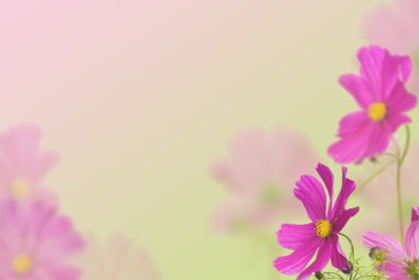 büyük pembe çiçekli desen