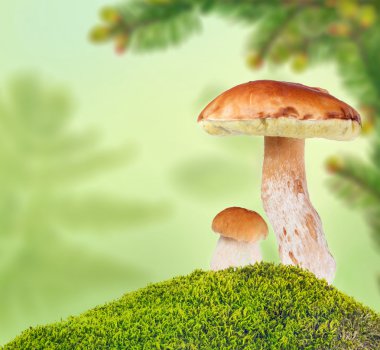 moss yeşil zemin üzerine iki kuruş buns