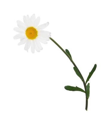 izole papatya çiçek yeşil kök üzerinde