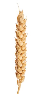 buğday awns olmadan yalıtılmış kulak