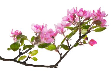 pembe elma ağacı izole çiçek şube