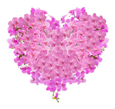 Kalp şekli kompozisyon pembe orkide çiçekleri