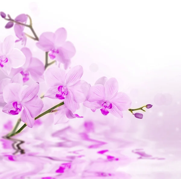 Orquídeas rosa claro com reflexão — Fotografia de Stock