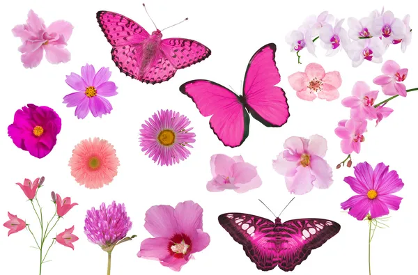Set of pink color flowers and butterflies isolated on white — Stock Photo, Image