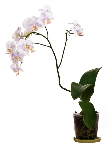 Flor de orquídea leve em vaso no fundo branco — Fotografia de Stock