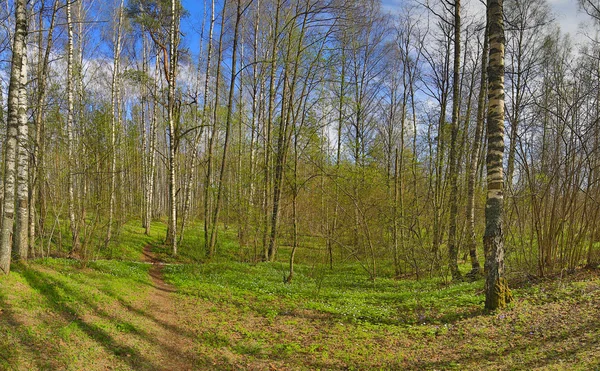 Sentiero nel bosco di betulle verde primaverile — Foto Stock