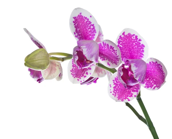 Trois pétales orchidées avec de grandes taches roses — Photo
