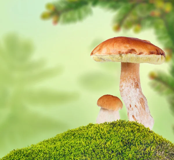 Two penny buns in moss on green background — Stock Photo, Image