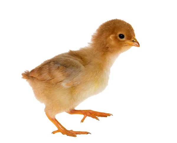 Walkin small yellow chicken — Stock Photo, Image